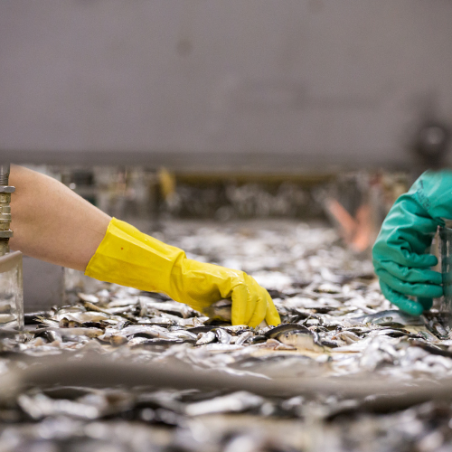 Game Processing & Butchery