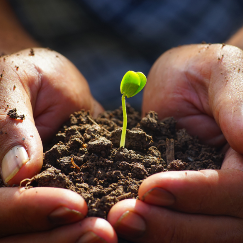 Propagation & Planting