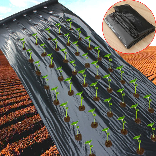 Agriculture Mulch Pre-punched Hole Plastic Film controls Weeds.  3 foot wide and in 6 lenghts