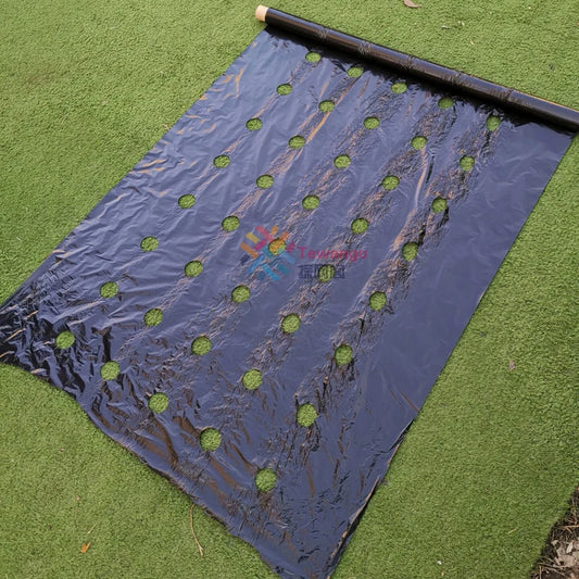Agriculture Mulch Pre-punched Hole Plastic Film controls Weeds.  3 foot wide and in 6 lenghts